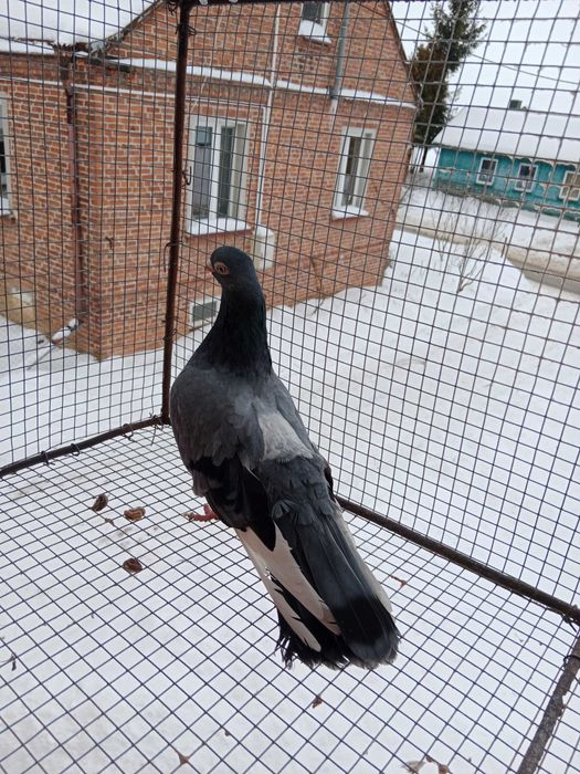 Gołębie zamojskie!!!