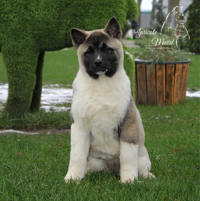 Дівчинка Американська Акіта вік 3 міс