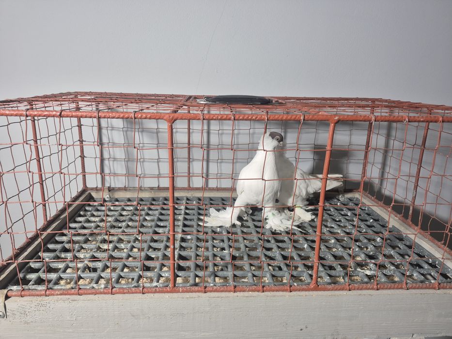 Gołębie Krymki Bialostockie