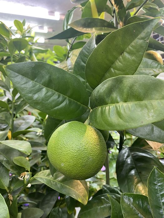 Клементин кумкват апельсин