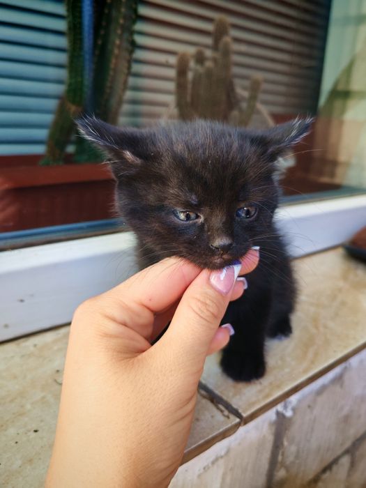 Котенята в добрі руки мама британка