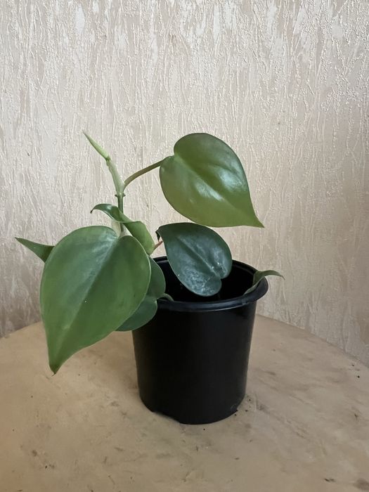 Епіпремнум. Сциндапсус.