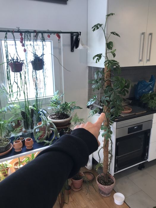 Plantas raras atualizado (Monstera, Anthurium, Amydrium, philodendron)