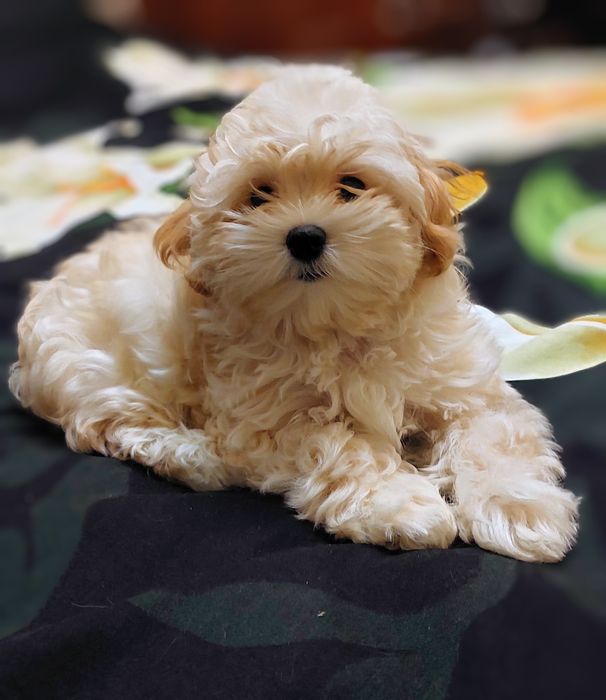 Девочка мальтипу ф1.