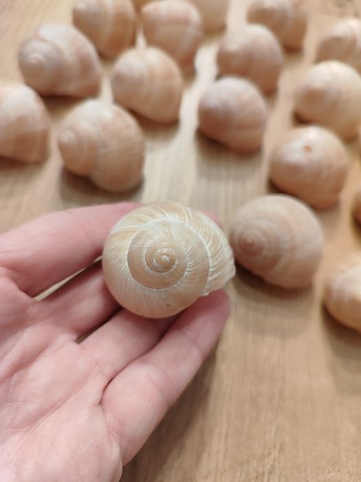 Muszle winniczka 35 sztuk