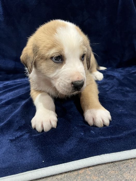 Owczarek środkowoazjatycki piesek