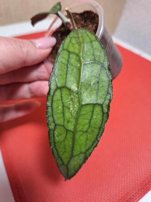 Хойя Mitrata silver Kapuas,Clemensiorum Indonesia ціни на фотт