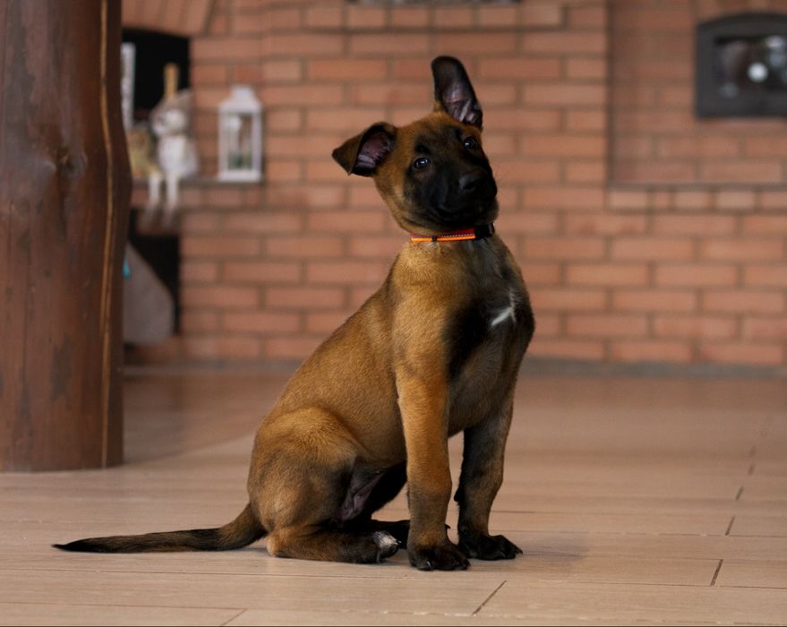 Цуценята Бельгійської вівчарки (діти Супер Гранд Чемпіона України))