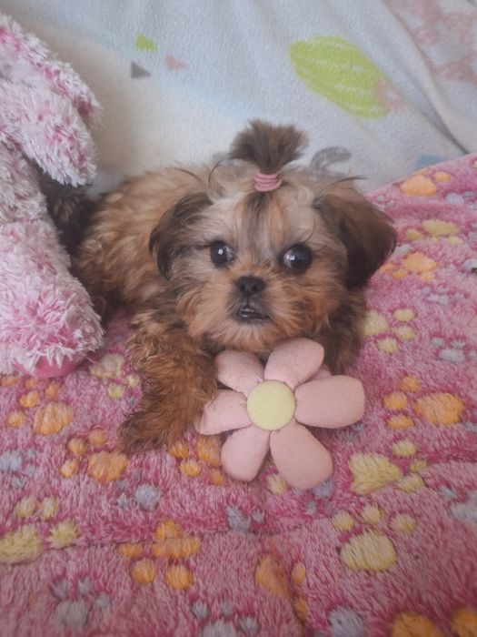 Hugo piekny mini chlopczyk Shih Tzu/ domowa hodowla