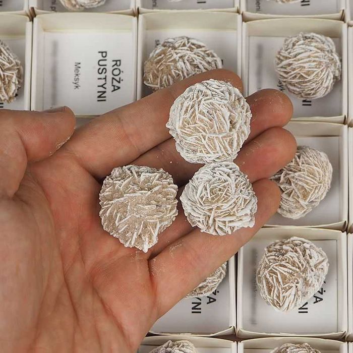 RÓŻA PUSTYNI 25-30 mm – Meksyk – w pudełku