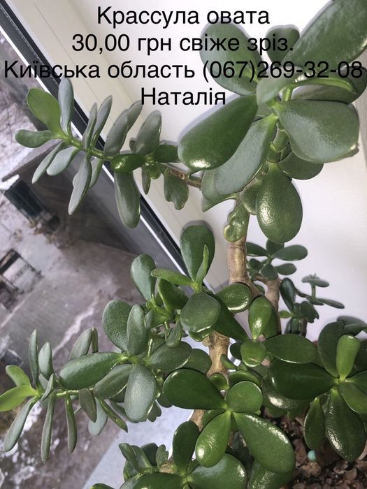 Крассула види, товстянка, грошове дерево. Горщики