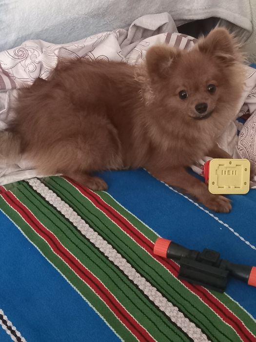 померанский шпиц хлопчек