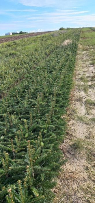Jodła kaukaska 4 letnia sadzonki abies choinki Szkółka roślin 
choinki