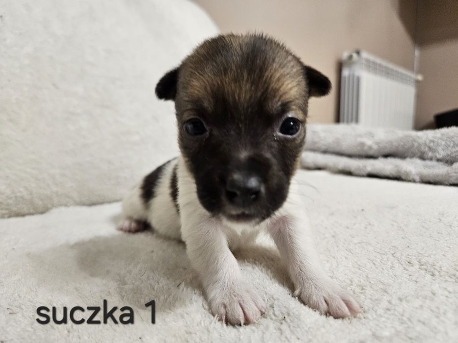 Słodka Suczka Jack Russell Terrier