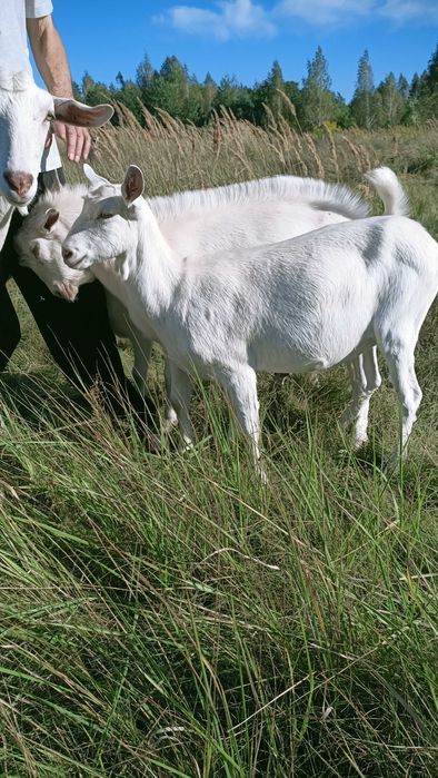 Кози Зааненської породи
