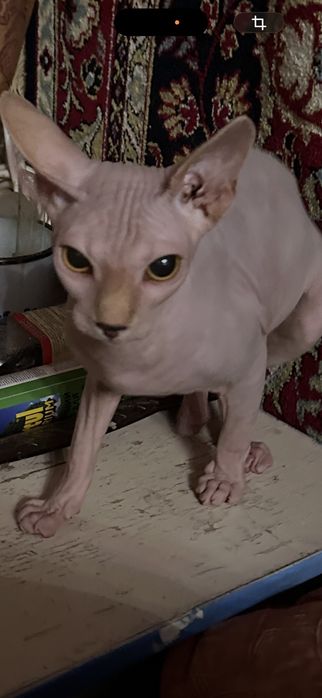 Казкові малюки -канадскі ельфінята