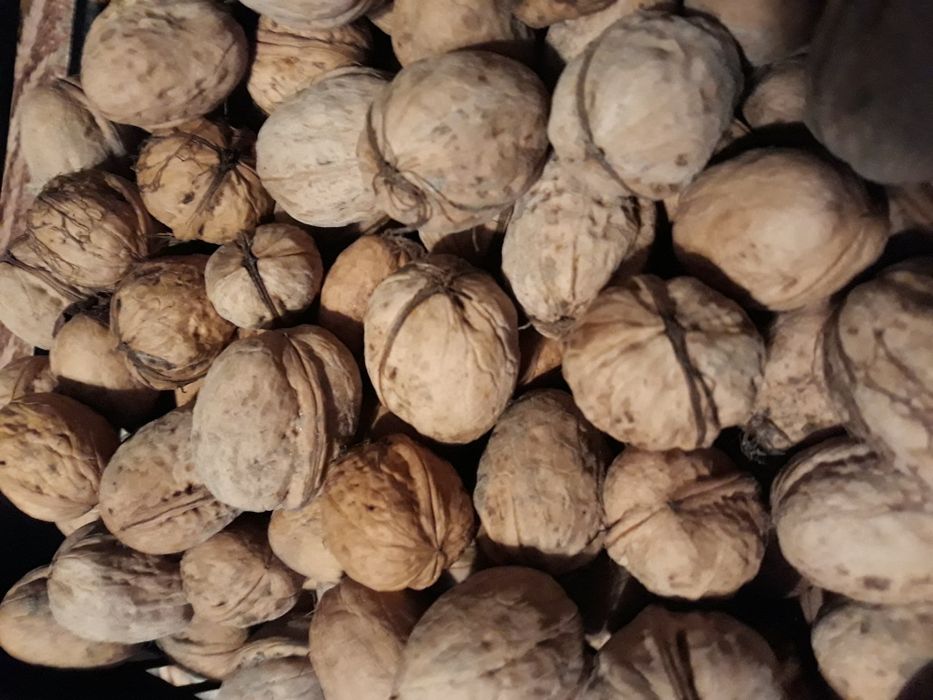 Orzechy włoskie, ekologiczne