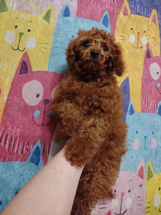 пудель девочка в размере той