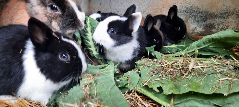 Coelhinhos Netherland Dwarf/anao holandês