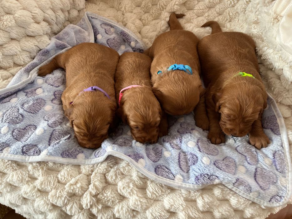 Golden Retriever ruda suczka