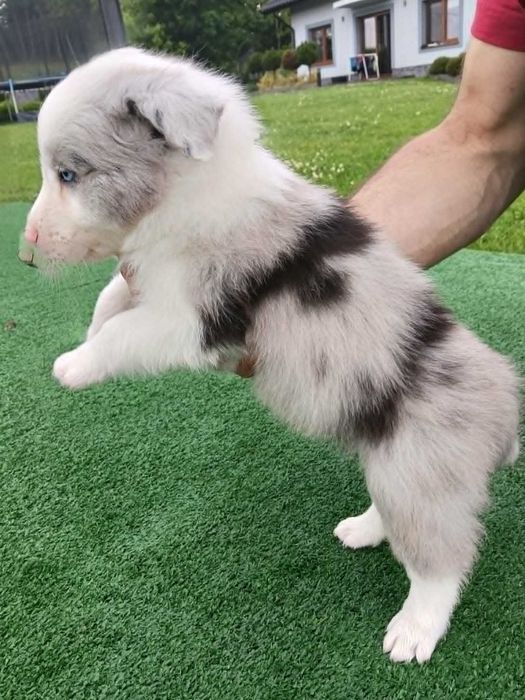 Border Collie FCI blue merle właściciel lekarz weterynarii gotowy do odbioru