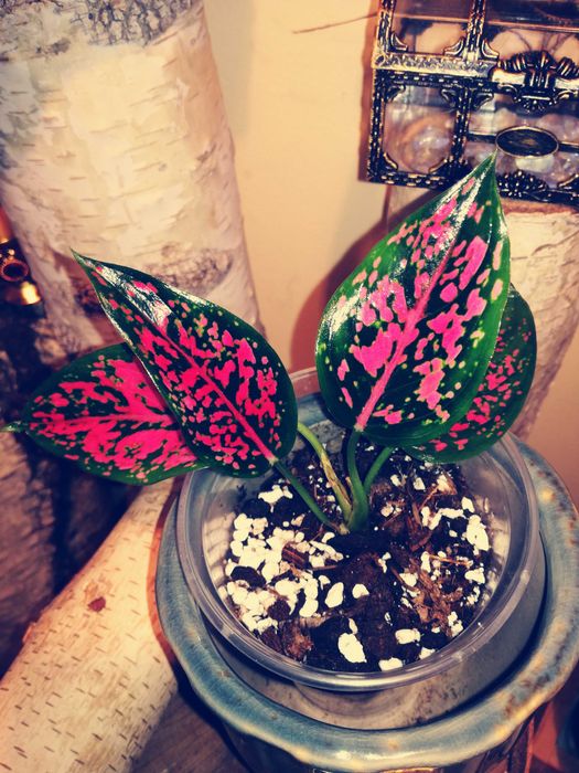 Aglaonema NOID Pink mutation variegata Monstera roślina hobby ogród