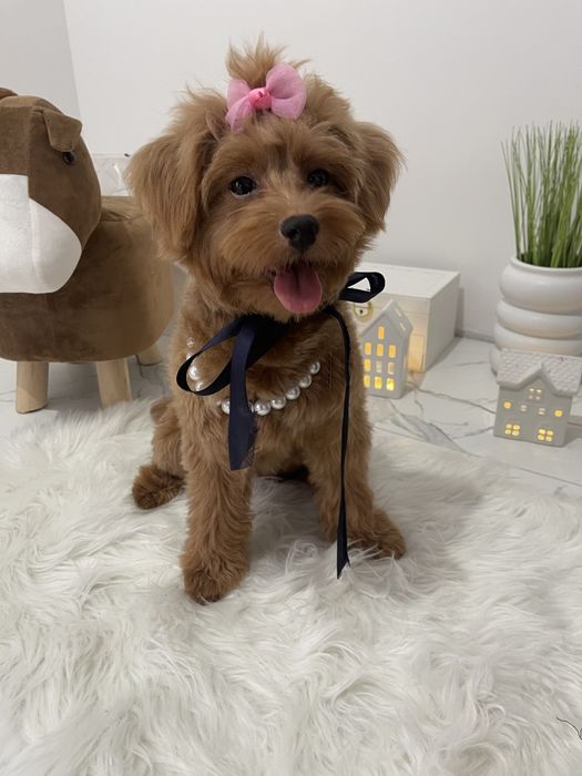 Міні-принцеси Помапу чекають на свої сімї