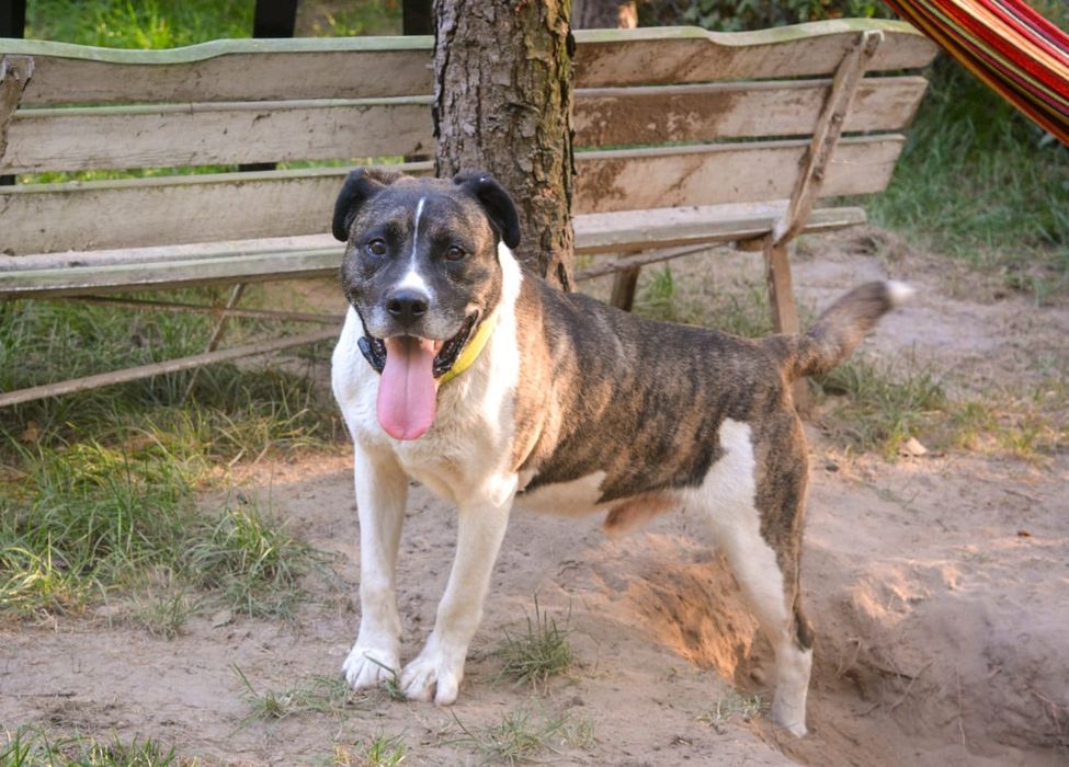 Łatek tak bardzo potrzebuje miłości