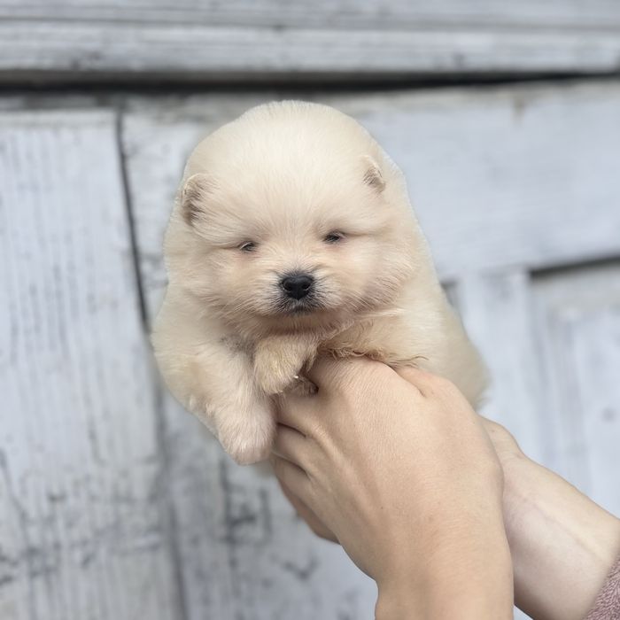 чудова дівчинка шоу классу