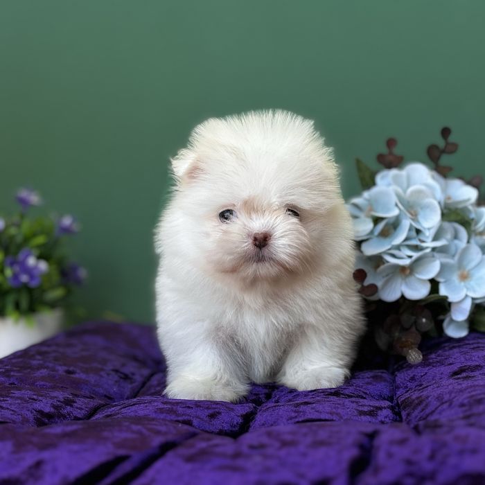 лялькова дівчинка тип ведмедика
