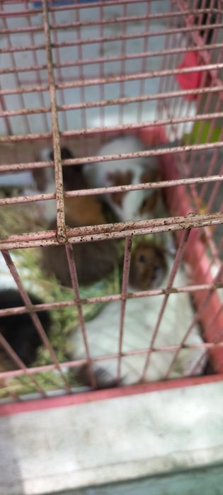 Свинки морские разные