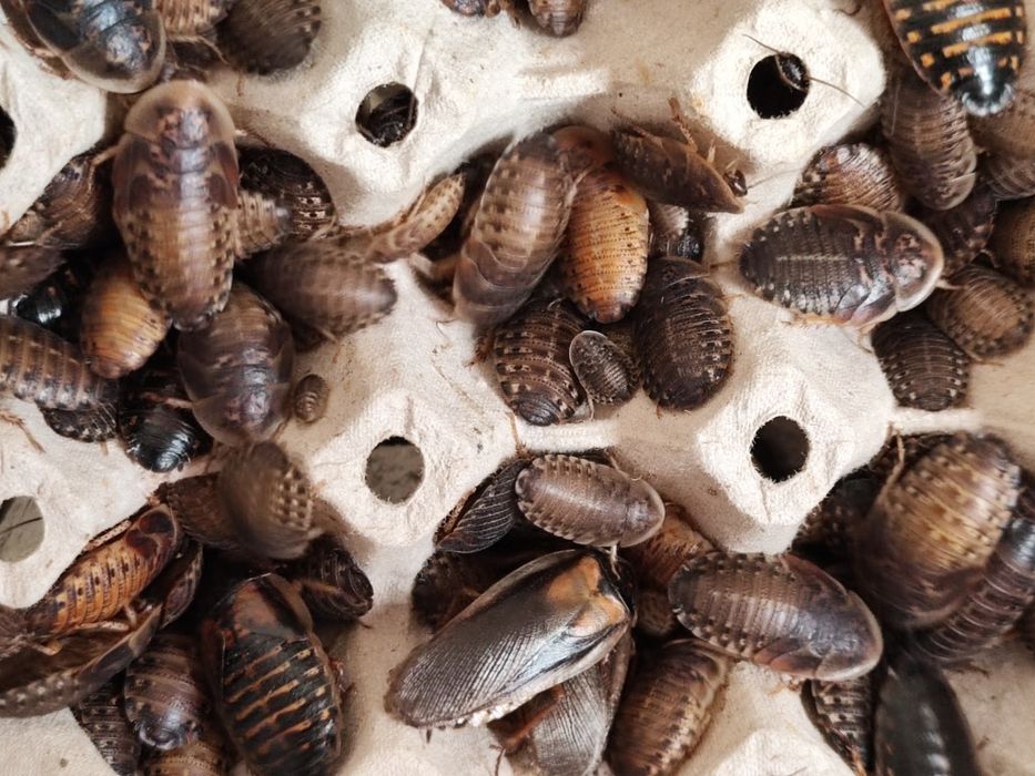 200sztuk karaczanów argentyńskich 2-3 cm