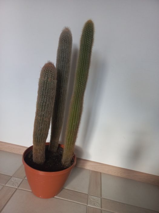 Продам наш кактус