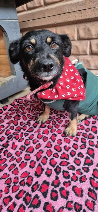 Malutka, delikatna sunia szuka odpowiedzialnego domu