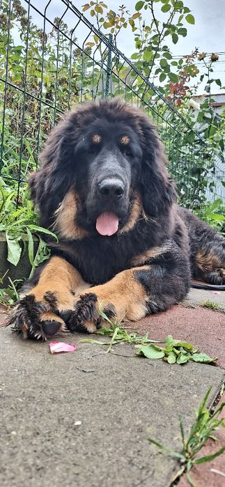 Цуценята тибетського мастифа онуки  единий послід від Чемпіонки світу