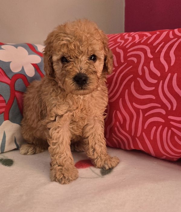 Piesek mini goldendoodle