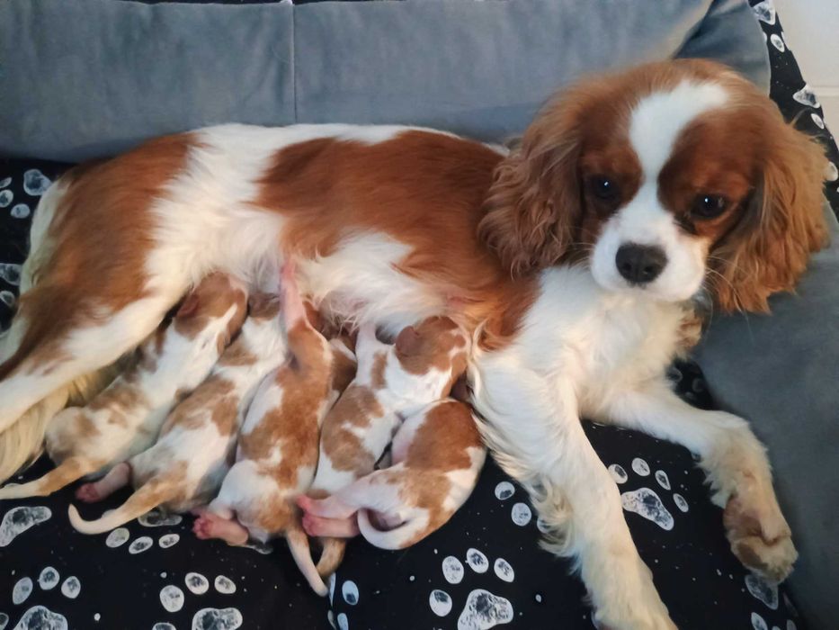 Cavalier King Charles Spaniel dorosła suczka