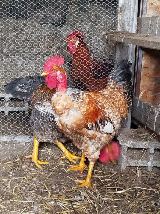 Vendo galos caseiros