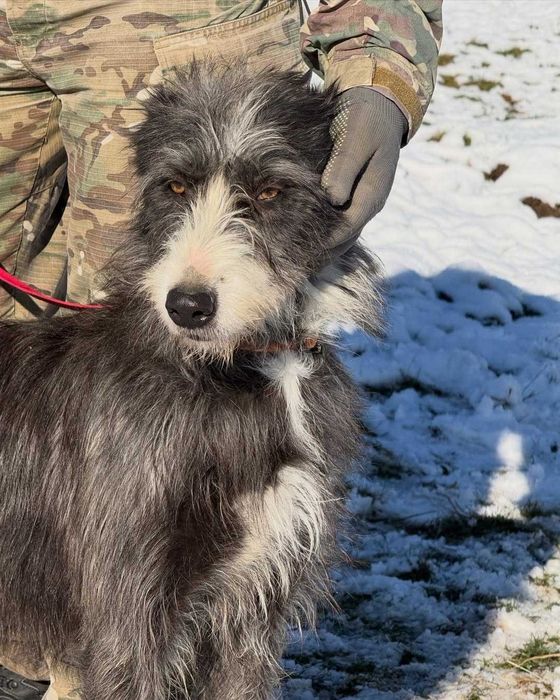 Діна, метис, шукає дім | Центр адопції Зачин