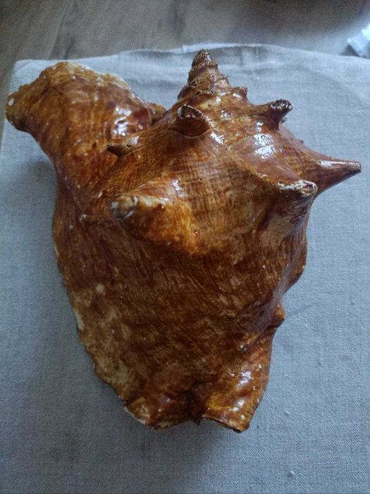 Ракушка большая морская,шлемовидная раковина (Cassis cornuta)
