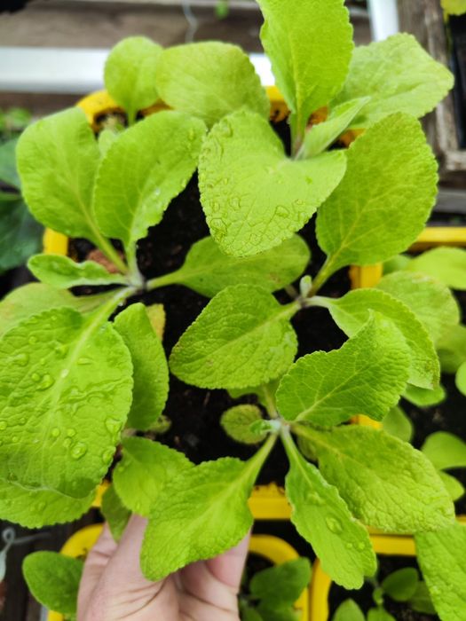 Naparstnica purpurowa