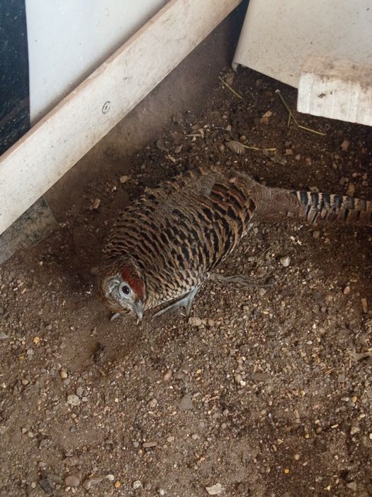 Um trio de faisão leyd do ano 2025
