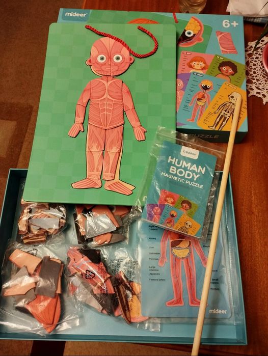 Магнітний пазл Mideer Human body magnetic puzzle