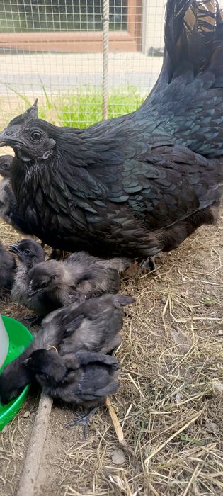 Ayam Cemani - Białe i Czarne pisklaki.