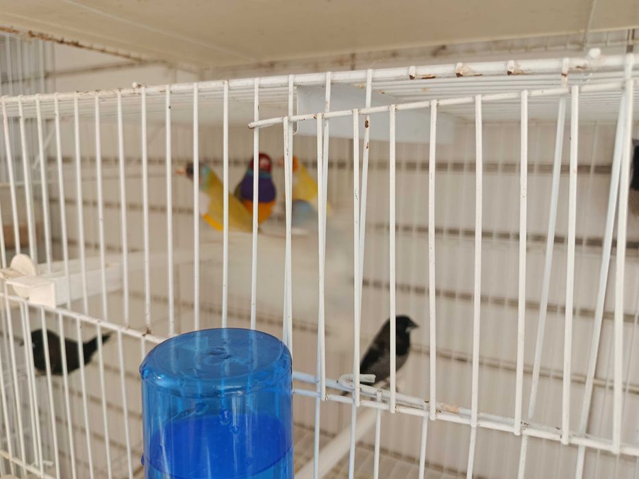 Diamantes de gould