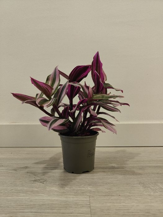 Tradescantia nanouk // planta interior