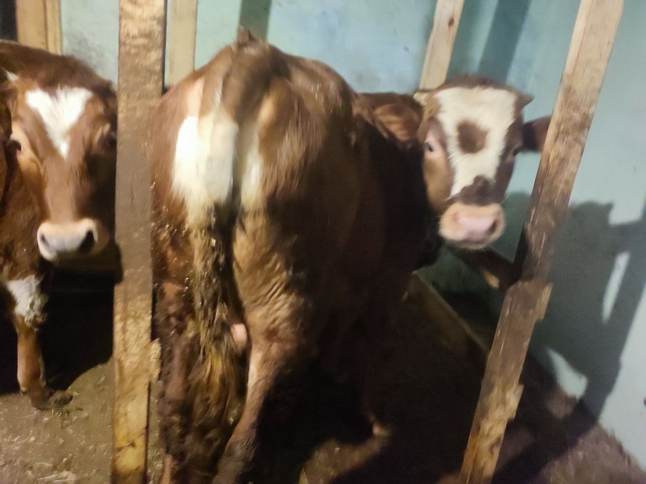 Продаю бичка , 9 місяців