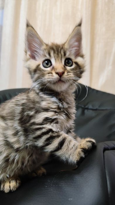 Продам Мейн-кунят