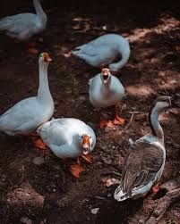 Продам гусей на розведення