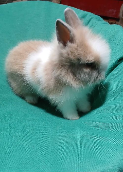 Карликовий декоративний кролик